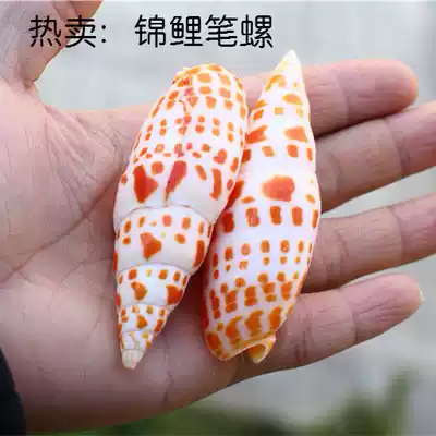 Hot sale natural conch shell red pen brocade snail Red Tooth Koi pen snail collection platform fish tank aquarium decorative coral