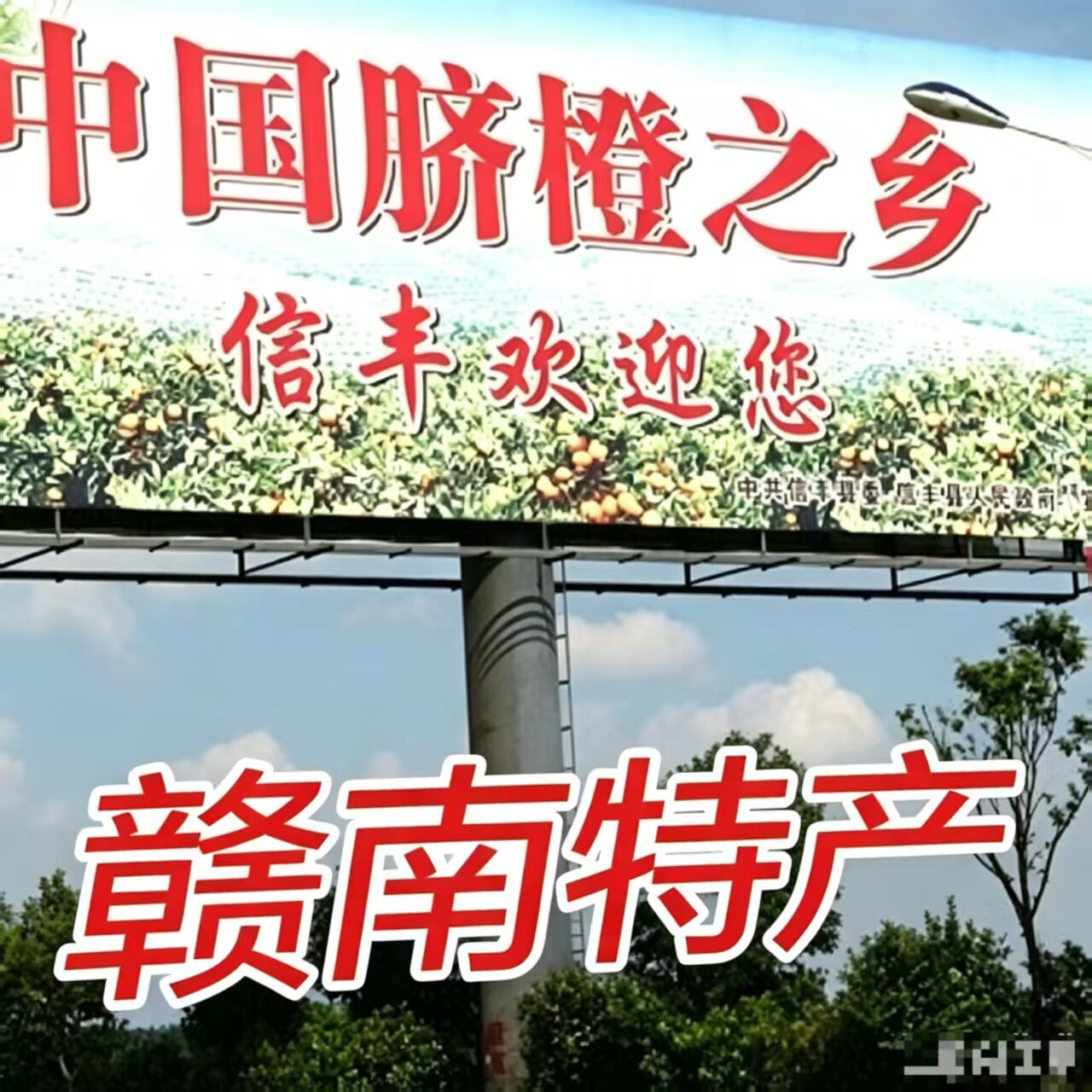 信丰橙乡赣南特产