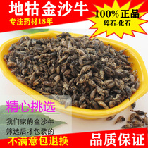 Wild Jinsha cow Chinese herbal medicine shop Jinsha cow Guoling worm ground Guling cow ant lion Impurity-free 10g