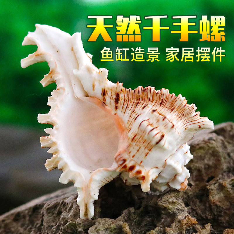 Thousand hands chrysanthemum snail natural shell conch home Mediterranean ornaments fish tank landscaping aquarium creative decorations