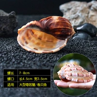 Cafei Snail 7-8 см [большая рыба и краб]