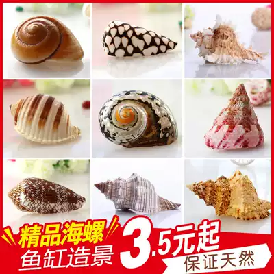Natural shell conch boutique specimen snail sea star coral fish tank landscaping decoration Mediterranean creative jewelry ornaments