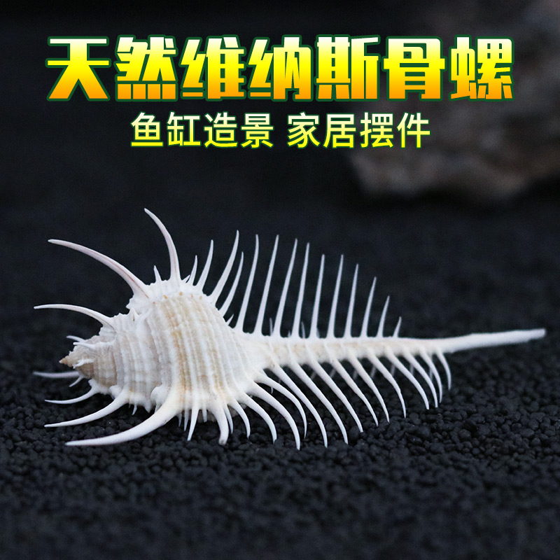Venus Bone Snail Sea Chrysanthemum Clams Natural Shells Sea Snail Mediterranean Customs Terrace Decoration Shooting Props Hem