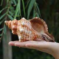 Red Rotor Snail [17-18 см]