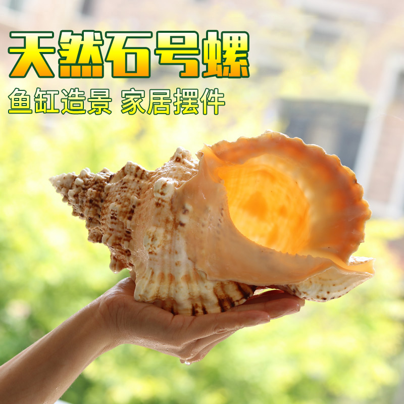 Natural Stone Number Spirogolden Mouth Frog Spiroch Spiroch Snail Large Shell Sea Snail Fish Tank Home Mediterranean Pendulum Gift