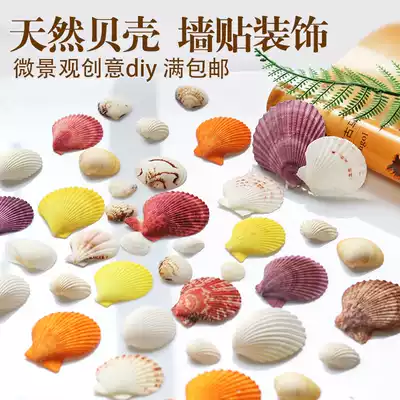 Natural color shell conch Mediterranean home decoration fish tank landscape wall stickers creative drift bottle micro landscape