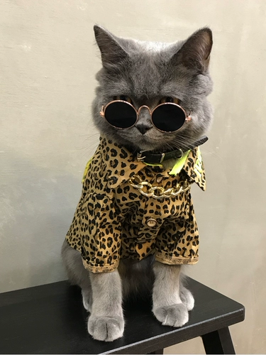 Кошка, собака, кошачья одежда для домашних животных весна и осень, британская коротка с коротки