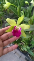 RLC.