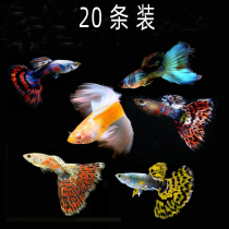 Aquarium freshwater guppies live strains pure elimination of anchovies fish ornamental tropical fish swimming road damage package compensation