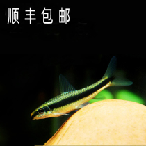 Aquarium pet freshwater first-line monkey flying fox living lamp medaka small group swimming fish grass tank ornamental tropical fish bottom layer