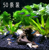 Aquarium pet fish freshwater traffic lights live fish lights small group swimming fish grass tank viewing tropical fish road damage package compensation
