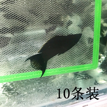Aquarium black fish live tropical ornamental small fish viviparous grass tank group swimming fish freshwater middle and upper road damage package compensation
