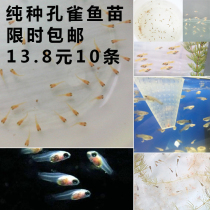 Aquarium guppy fish fry pure tropical ornamental freshwater juvenile fish born small fish own breeding road damage package compensation