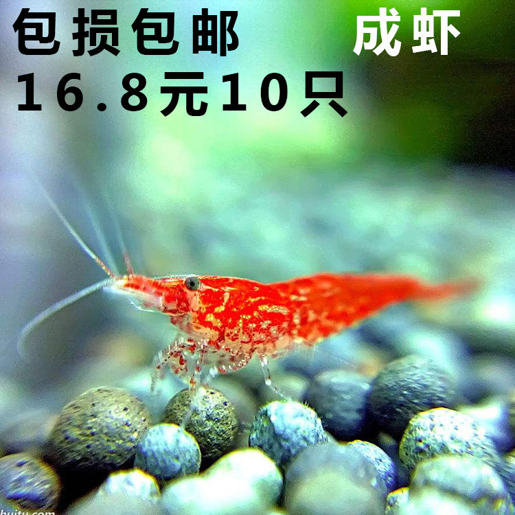 Aquatic pets Cherry Blossom Shrimp Living Grass Vat Clean Shrimp Other Than Algae Freshwater Shrimp Ornamental Tool Shrimp to Body Special Price