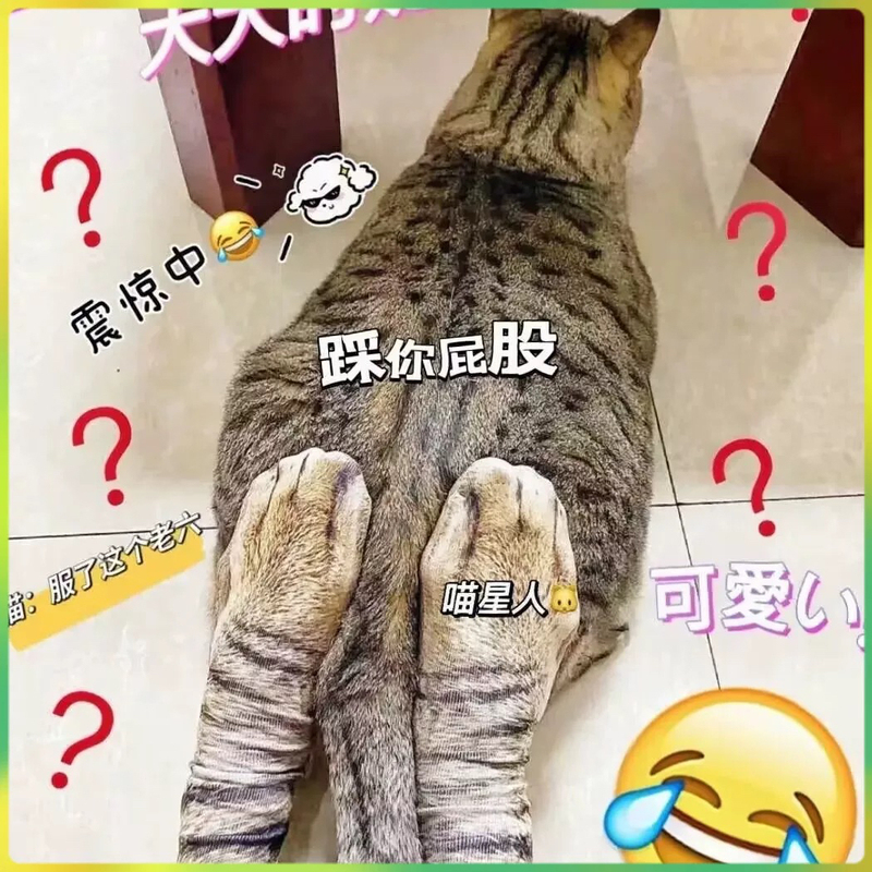 Cat Paw Socks for Women, Mid-Calf Socks, Quirky Tiktok Style, 3D Printed Cat Socks, Autumn and Winter Floor Socks, Realistic Animal Socks