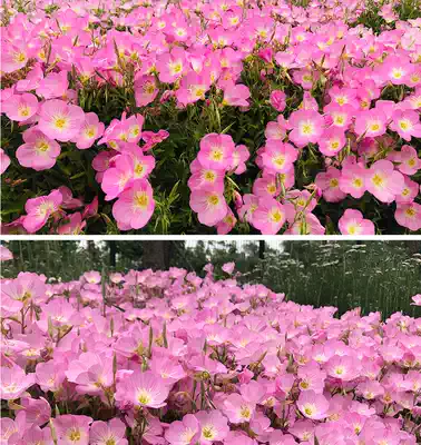 Beautiful evening primrose seed flower seed seed garden perennial flower seed dwarf Rod Hardy flower sea flower seed night fragrance