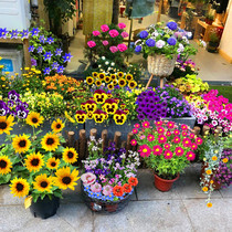 Persian Chamomile Seeds Seven Colorful Lattice Mulberry Flowers Seed All Season Flowering Wild Flowers Combine Flower Seed Easy To Live Green Flower Seed