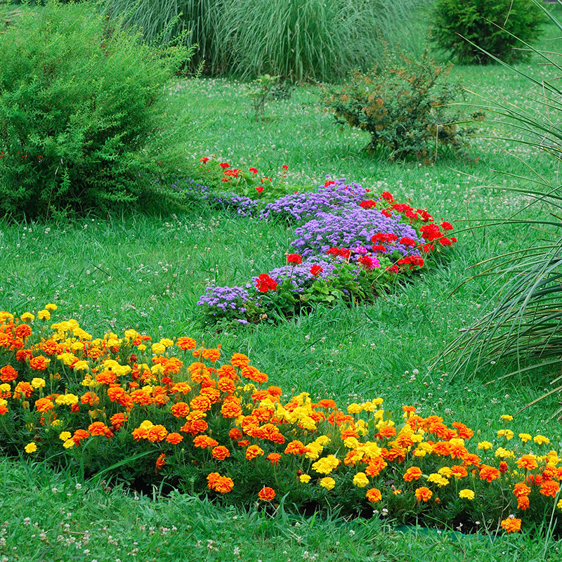 Peacock grass flower seeds mixed color double petal grass flower seeds courtyard outdoor landscape flowers four seasons easy to plant flower seeds