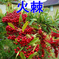 Climbing Vine with plant irons Iron Fence Fire of Spines Flowers Seed Climbing of Climbing Fence Fence Wilderness Mountain Road to Scape Flowers Seeds