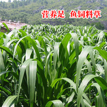 High Tangrass Sultan Grass Seed Grass Seed Farming Season Grass Seed Breeding of Grass seed Grass Seed Livestock Cattle Goat