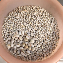 New Tsewu Tallow Seed Mulus Fruits and Trees Tree tree Trees Tree tree Sub-tree Seed Seeds Occupy the Fast of the Miao Long