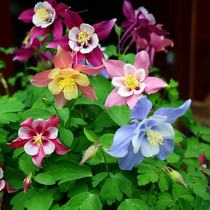 Courtyard Easy To Live Flower Seed Heavy Petals Bullfighting Bucket Vegetable Seed Flower Seed Cat Paw Flowers All Season Flowering Balcony Potted Outdoor