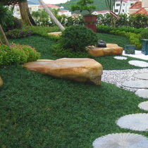 Japanese dwarf wheat winter grass Multi-year raw Courtyard Garden Forest Green Lawn plant resistant to cold short raw wheat and wheat straw Miao Yolong grass