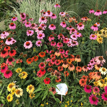 Colorful Pine Nuts seed View flowers seed Easy to live Four Seasons Flowering Outdoor Patio plant Multi-year raw Black Heart Chrysanthemum Flowers