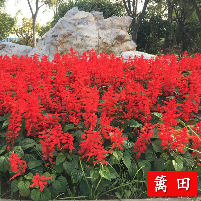 A string of red seeds Dwarf Red Flowers Seeds High String Red Seed Flowers Seed Seeds Easy To Live Cold Patio Flowers Strings Blue