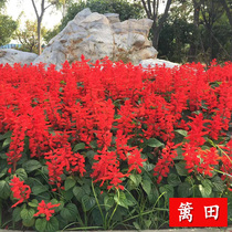 A string of red seeds Dwarf Red Flowers Seeds High String Red Seed Flowers Seed Seeds Easy To Live Cold Patio Flowers Strings Blue