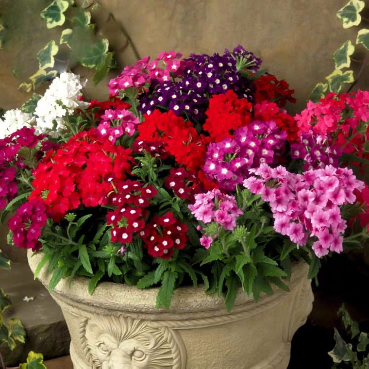 View floral red Beauty cherry seed Flower seed Pendant Flower Seed room inside and outside Balcony Garden Flower Beds Dwarf flowers