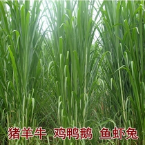 Pig Cattle Goat Chickens Duck Goose Rabbit Grass Seed New Imperial Bamboo Grass Pasture Grass Seed South North of Multi-year Productive Season High Yield