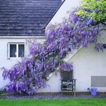 Courtyard climbing resistant cold plant Climbing Vine Flowers Purple Ravine Flowers Miao Miao Miao Miao Slim Hallway Porch Porch Potted Green