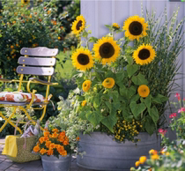 Ornamental sunflower seed edible seed oil sunflower seed dwarf potted plants extra-large season See earth to live flower seed