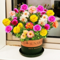 Heavy Flap Sun Flower Seed All Season Flower Seed Easy To Live Seed Potted Flowers Outdoor Sun Seed seed Seed Seeds