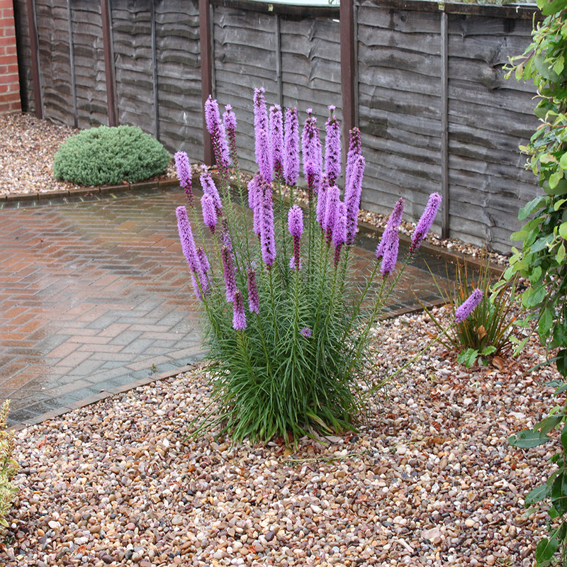 Snake Whip Chrysanthemum Seed Spring Autumn Sowing Multiyear Raw Patio Indoor Potted Flowers Seed Road Purple Flower Seed Seeds