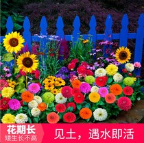 Courtyard Outdoor Easy To Live Wild Flower Combined Seed to sow Flowering Hundreds Of Days Grass Flowers Seed Caravan Flowers Seeds