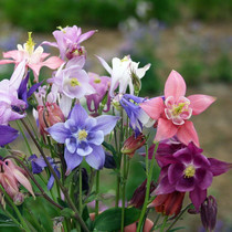 Cat Paw Flower Seed Drill Seed Bullfighting Vegetable Seeds Large Flower Retals Uncut Flowers Seed Seed Balcony Outdoor Patio