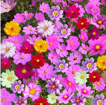 Persian Kig Mulberry Flower Seed Juku Season Blossom Easy To Become Live Green Balcony Nets Red Flowers Sea Basin Planted Summer Flowers