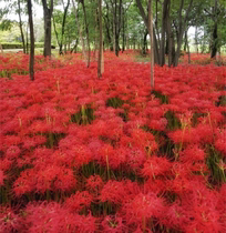 Autumn sowing potted plants on the other side of the plant Flowers Planting Balls Potted Plants Manchill Pearl Shalhua Seed Balls Garlic Flower Seed Balls Flowers