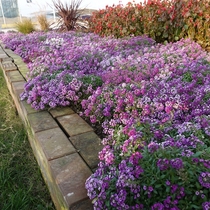 Fragrant snowball flower seed flower seed patio for many years with cold and floral land to be suspended by floral sea indoor balcony