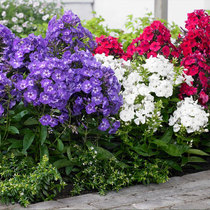 Fragrant Foru Examination Seeds Small Sky Blue Embroidered Ball Cheese Cherry Blossom Seed Flower Seed Flower Seed All Season Easy to live large flower type herbage herbage