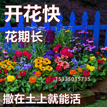 Outdoor Patio Combo Flower Seeds Easy To Live All Year Round Flowers Outdoor Spring Sowing Flowers Seed Big Whole Flowers