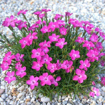 Beauties stone bamboo seed potted plantlet girl stone bamboo flower seed Eusite bamboo Multi-year raw flowering period is long to be floral