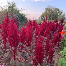 American Seed Purslane Pasture Grass Seed Black one thousand Ears Valley High Protein Chicken Duck Goose poultry Festive Grass Seed seed