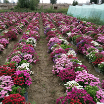 Lingang Chrysanthemum Seed Dwarf Raw Potted Flowers Four Seasons Planting of Balcony Room Inside and outside Little Chrysanthemum Seed Chrysanthemum Seeds