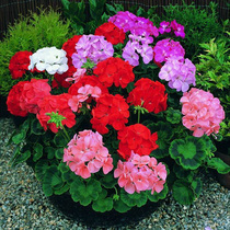 Imported heavy valve geranium flower seed Ocean embroidered ball flower seed Four seasons open flower room Balcony Potted Yard easy to grow courtyard