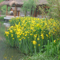 Yellow Flag Calamus Seed Yellow Flower Iris Tail Aquatic Water Purification Plant Wet Ground Water Pond Water Grass Seed Reforce Water Candle Flowers