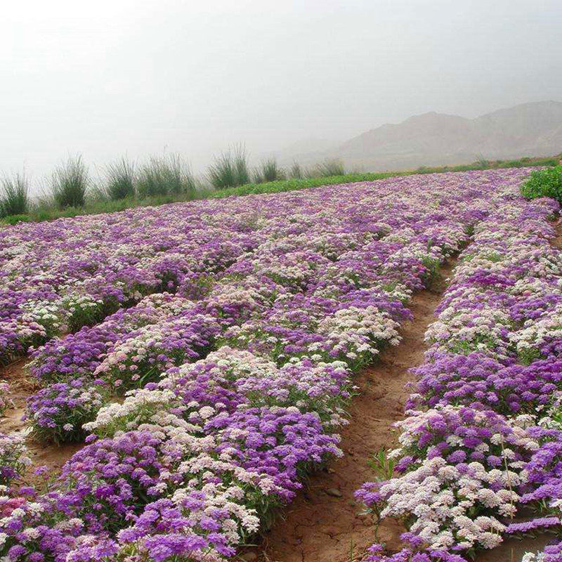 Low-and chill-resistant flower seed wasp room flower dwarf raw autumn flower plant courtyard flower seed flower and grass seed outdoor flower