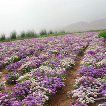 Low-and chill-resistant flower seed wasp room flower dwarf raw autumn flower plant courtyard flower seed flower and grass seed outdoor flower